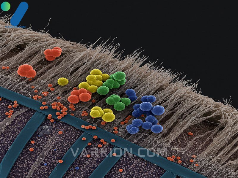 diagram-illustrating-how-deeply-odor-molecules-are-trapped-in-car-upholstery-fibers-necessitating-a-powerful-auto-odor-eliminator